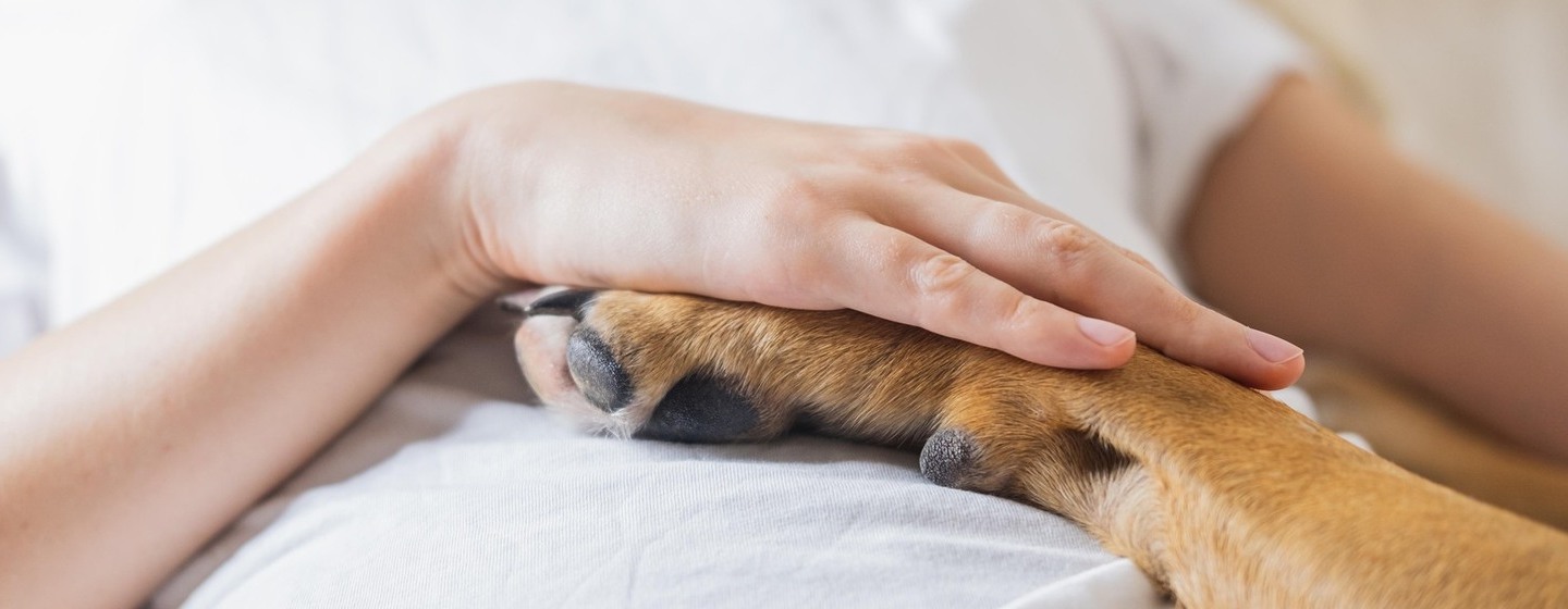 cuantos dedos tiene un perro