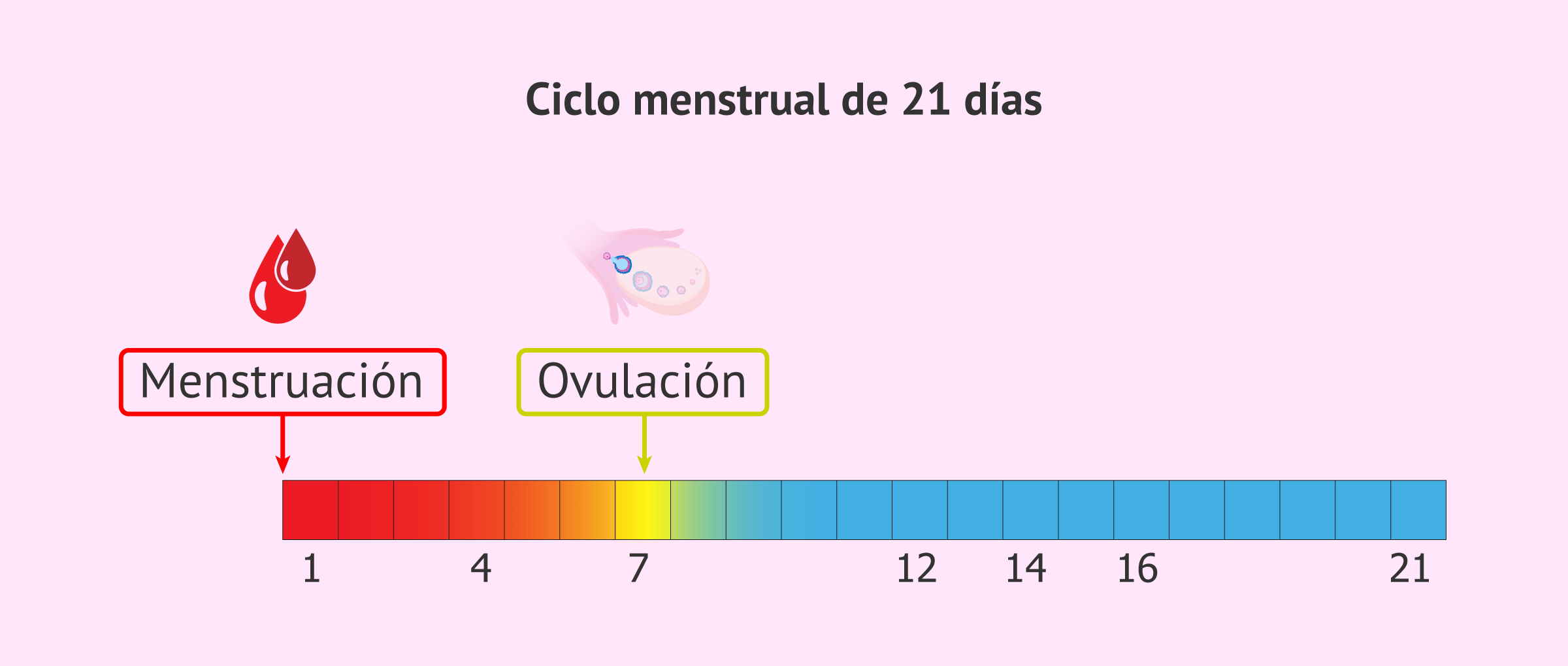 cuantos dias puedes quedar embarazada