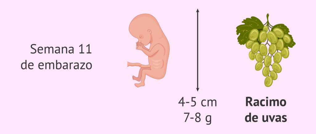 ¿Cuántos días son 11 meses? 2 cuantos dias son 11 meses