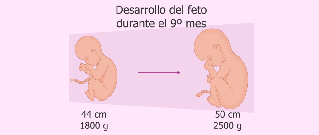 ¿Cuántos días son 9 meses? 2 cuantos dias son 9 meses