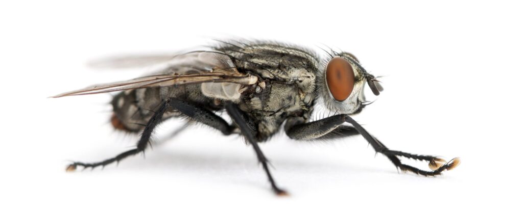 ¿Cuántos días viven las moscas? 2 cuantos dias viven las moscas