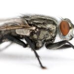 cuantos-dias-viven-las-moscas