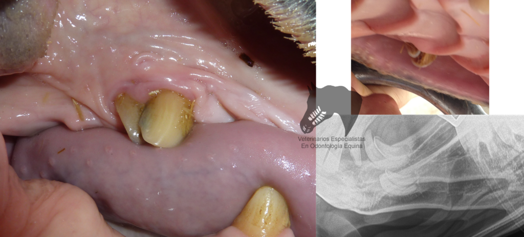 cuantos dientes tiene el lobo