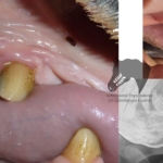 cuantos-dientes-tiene-el-lobo