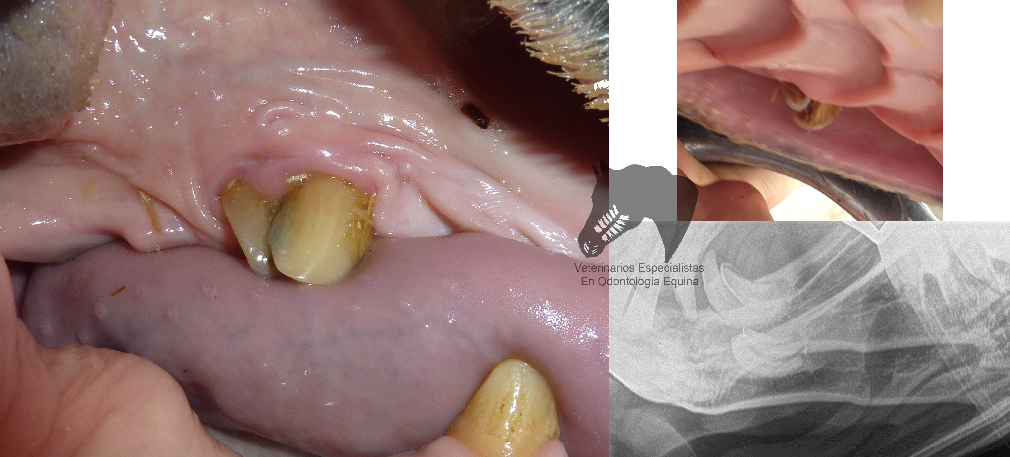 cuantos dientes tiene el lobo