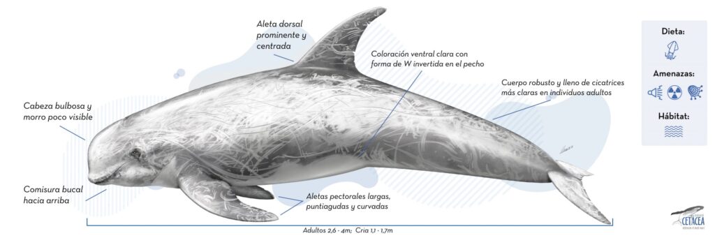 cuantos dientes tiene un delfin