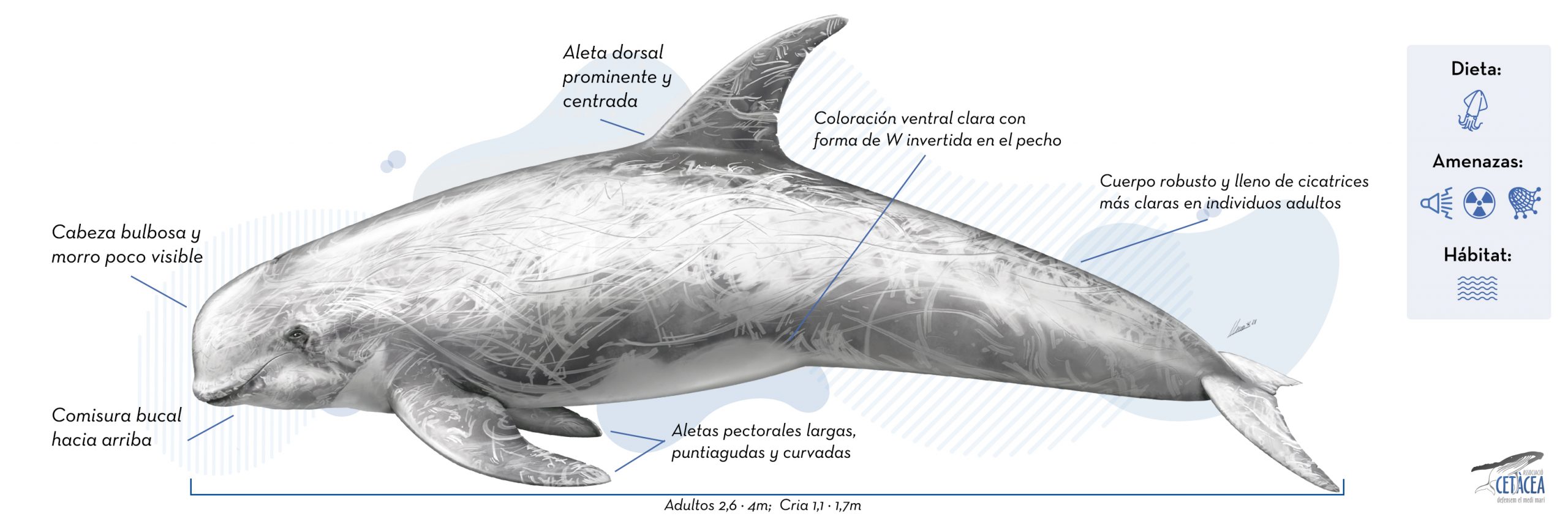 cuantos dientes tiene un delfin