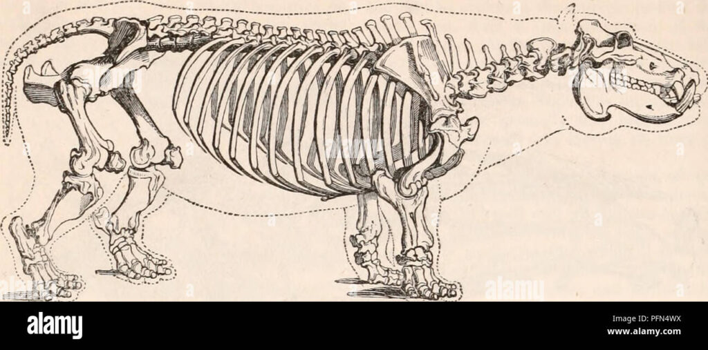 cuantos dientes tiene un hipopotamo