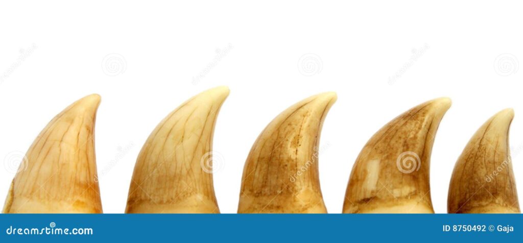 cuantos dientes tiene una ballena