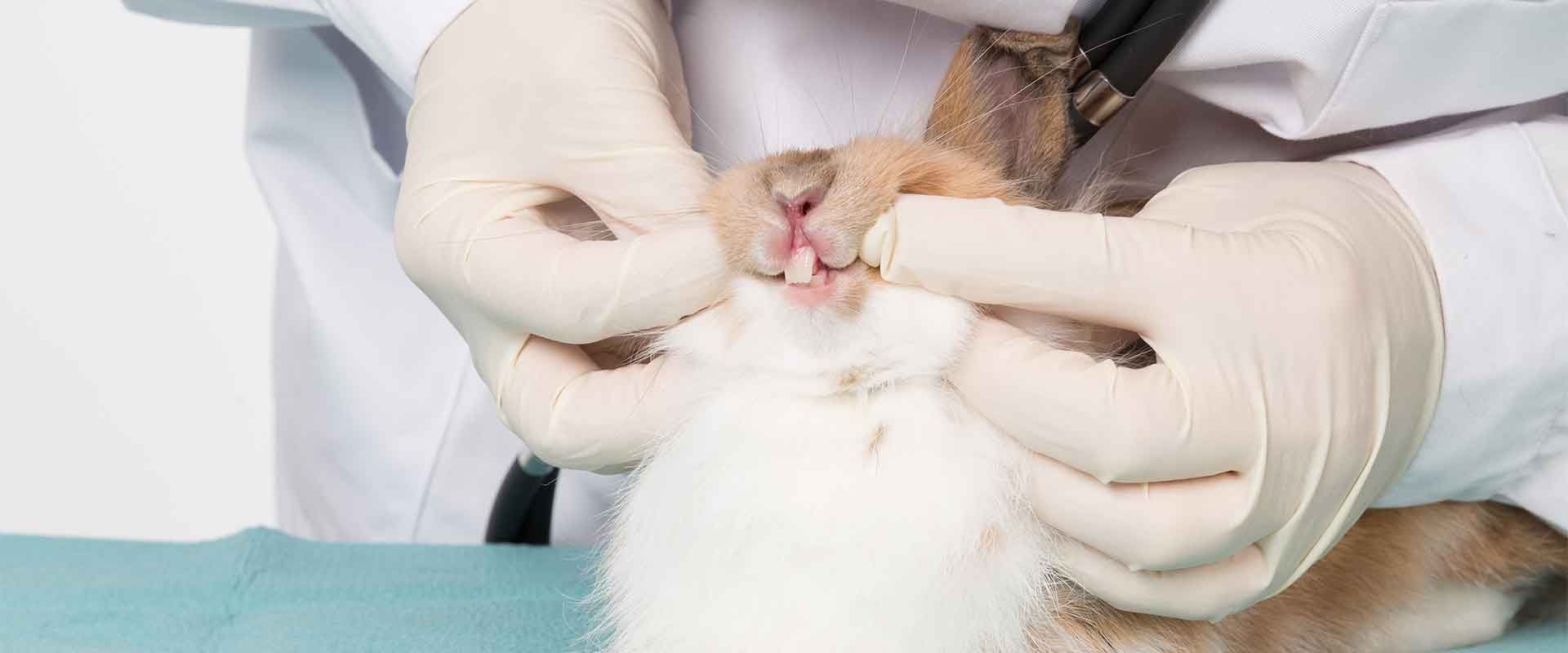 Blog 6 cuantos dientes tienen los conejos
