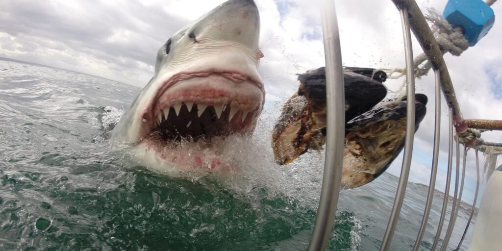 cuantos dientes tienen los tiburones