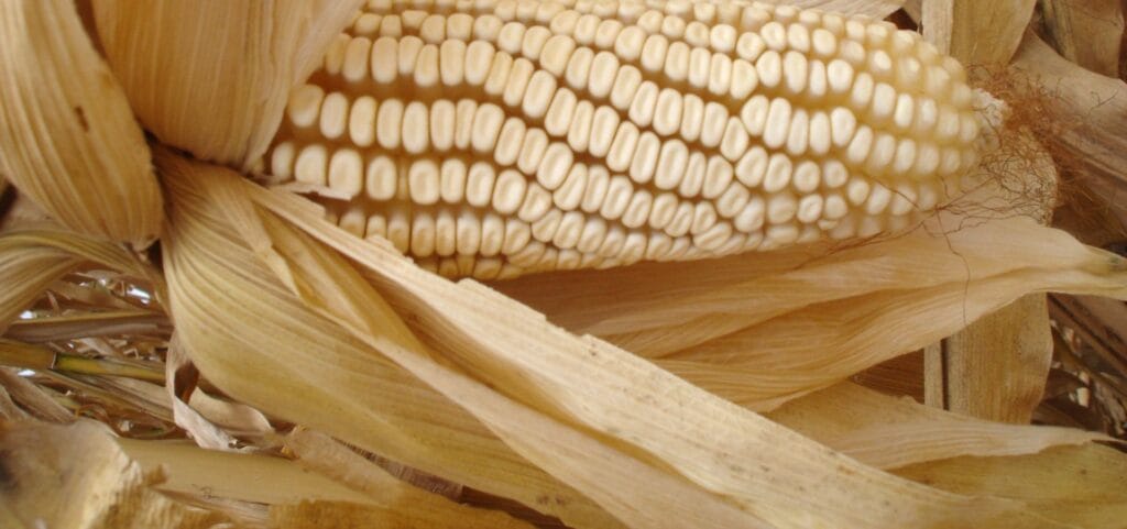 cuantos elotes tiene una tonelada