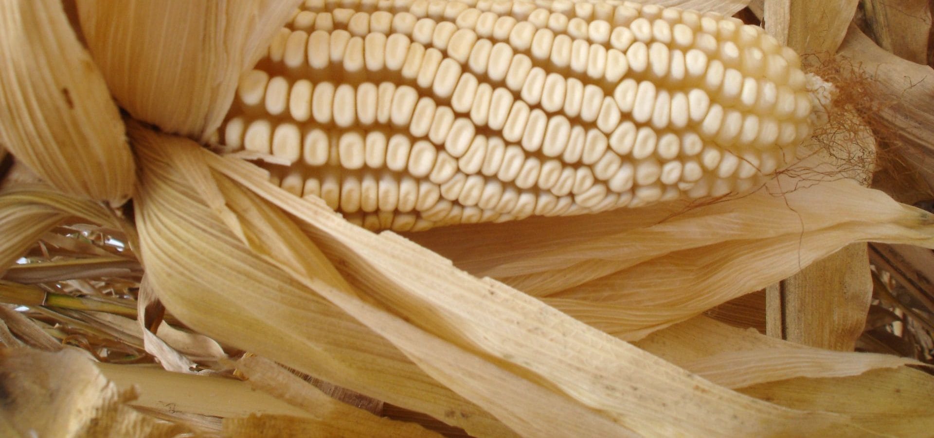 cuantos elotes tiene una tonelada