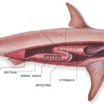 cuantos-estomagos-tiene-una-ballena