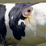 cuantos-estomagos-tiene-una-vaca