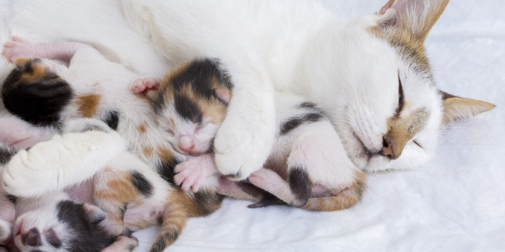 cuantos gatos tiene una gata