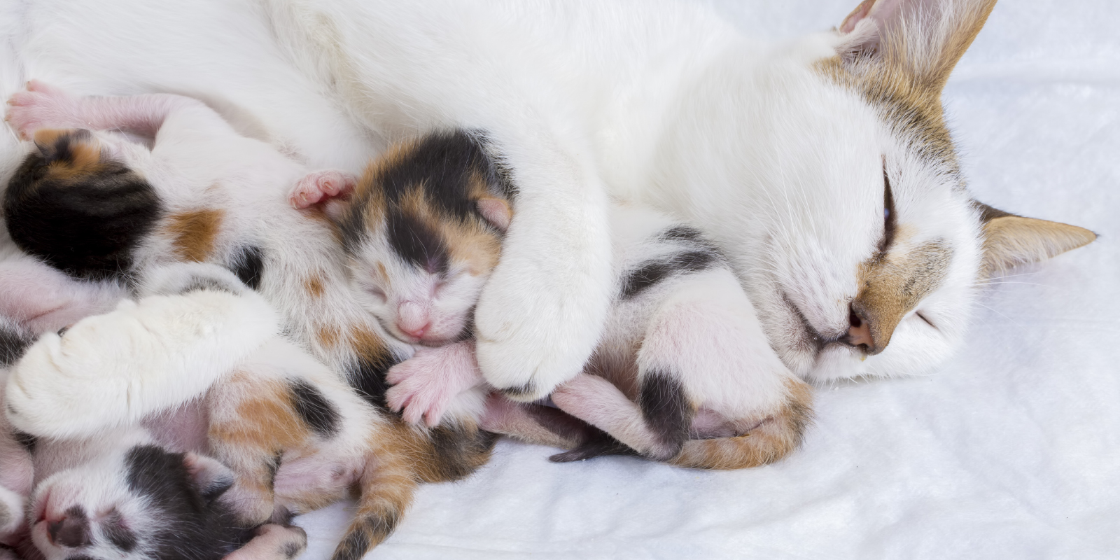 Blog 2 cuantos gatos tiene una gata