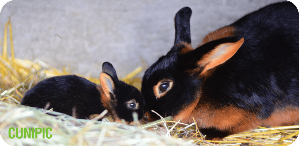 ¿Cuántos hijos tiene un conejo? 2 cuantos hijos tiene un conejo
