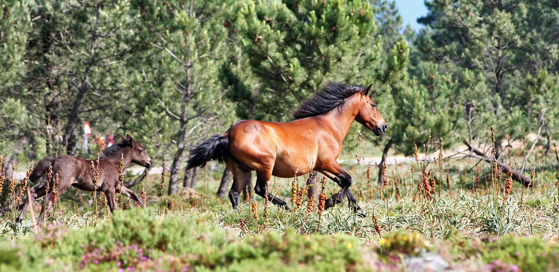 cuantos huesos tiene un caballo