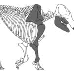 cuantos-huesos-tiene-un-elefante