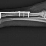 cuantos-huesos-tiene-un-perro