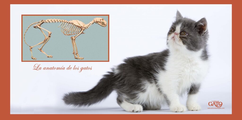 ¿Cuántos huesos tienen los gatos? 2 cuantos huesos tienen los gatos