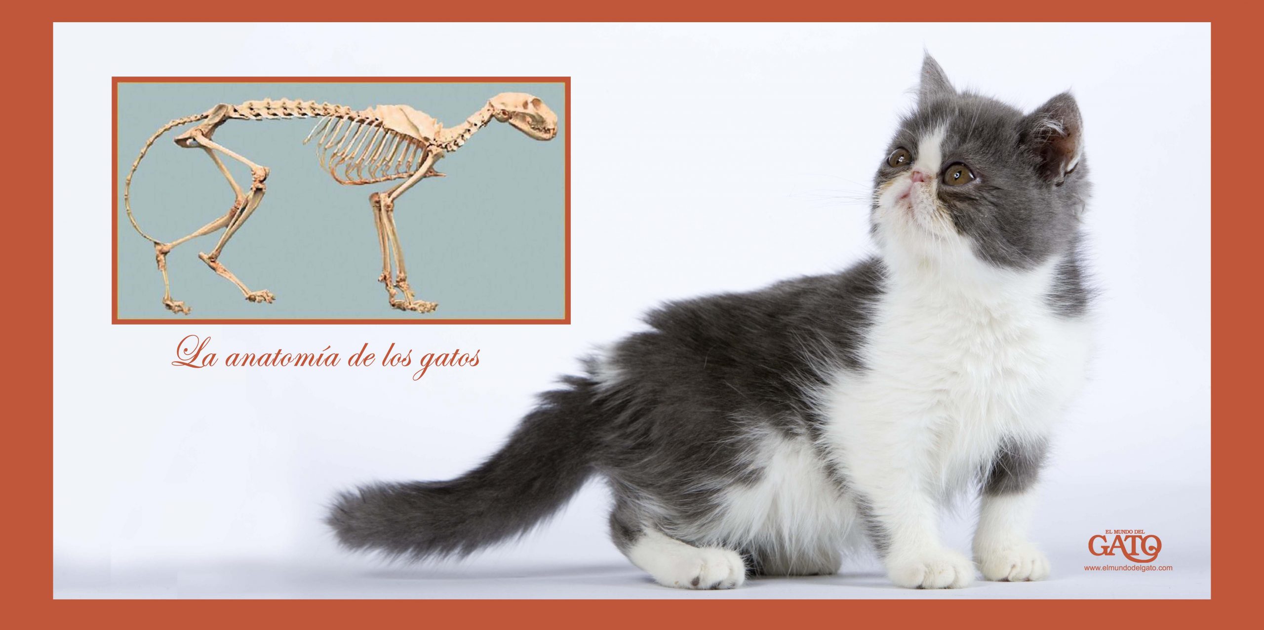 Blog 8 cuantos huesos tienen los gatos