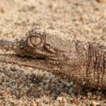 ¿Cuántos huevos pone un cocodrilo? cuantos-huevos-pone-un-cocodrilo