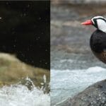 ¿Cuántos huevos pone un pato? cuantos-huevos-pone-un-pato