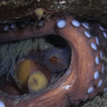 cuantos-huevos-pone-un-pulpo