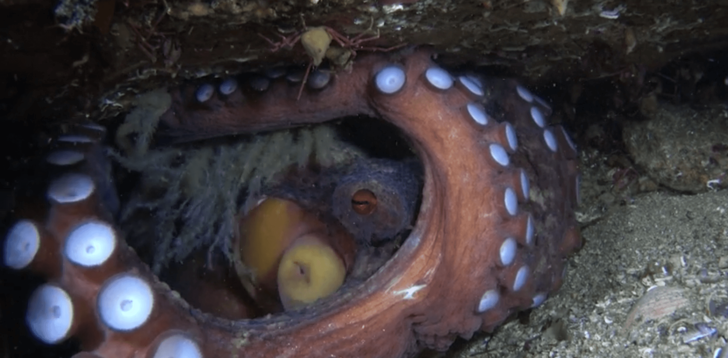 cuantos huevos pone un pulpo