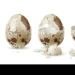 ¿Cuántos huevos pone una codorniz? cuantos-huevos-pone-una-codorniz