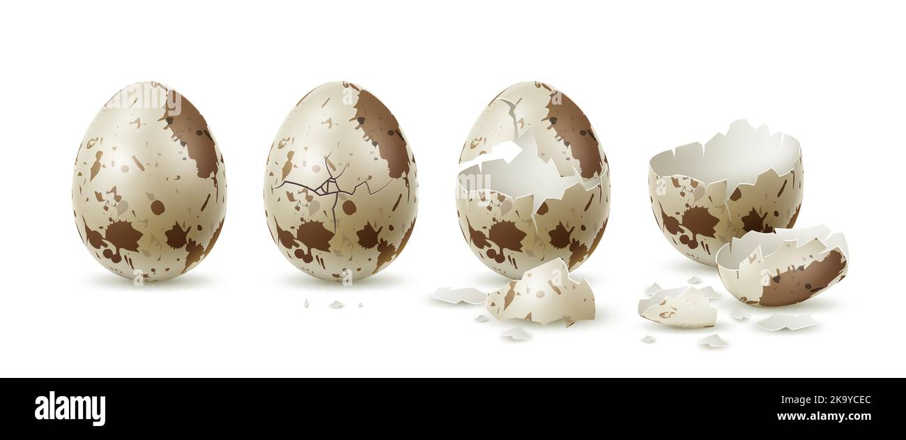 Blog 2 cuantos huevos pone una codorniz