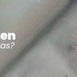 cuantos-huevos-pone-una-cucaracha