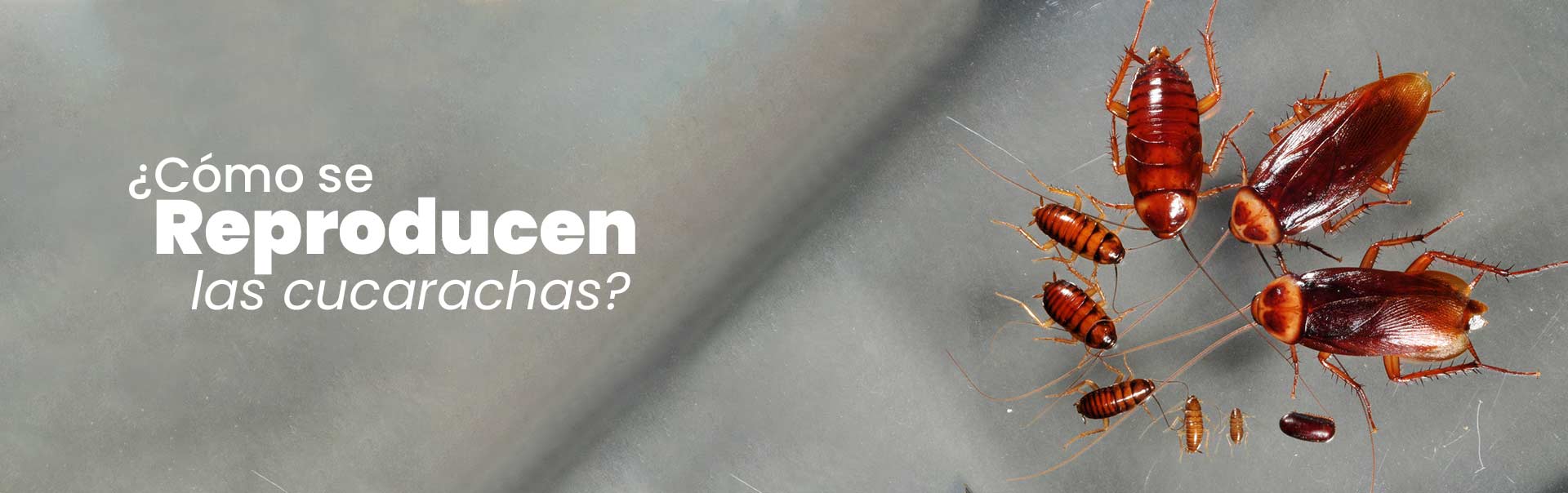 Blog 6 cuantos huevos pone una cucaracha