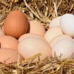 ¿Cuántos huevos pone una gallina? cuantos-huevos-pone-una-gallina