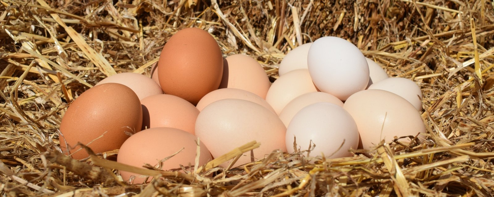 cuantos huevos pone una gallina