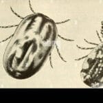 cuantos-huevos-pone-una-garrapata