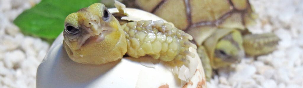 cuantos huevos ponen las tortugas