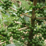 cuantos-kilos-equivale-un-almud