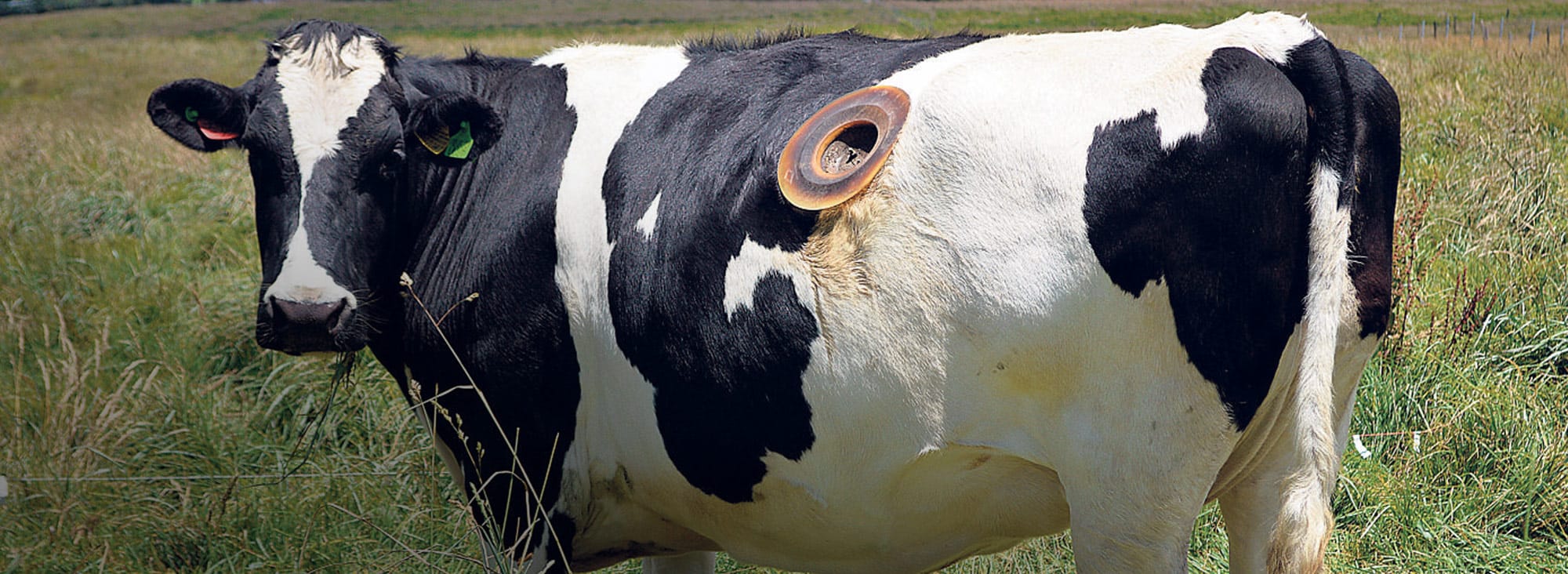 cuantos lomos tiene una vaca