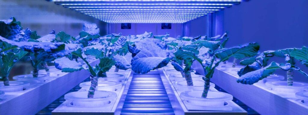 cuantos lux necesita una planta