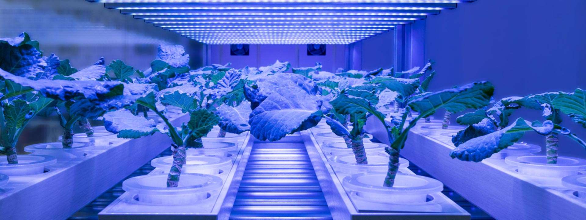 cuantos lux necesita una planta