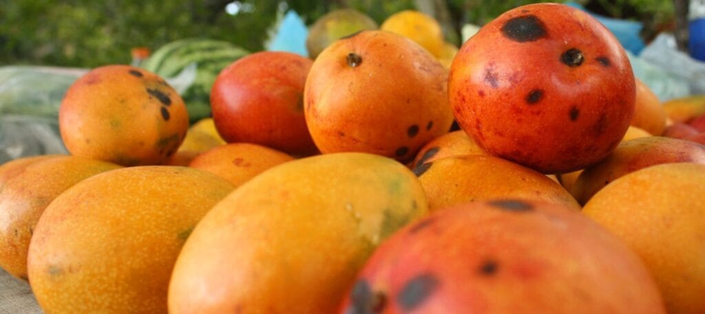 cuantos mangos tiene un kilo