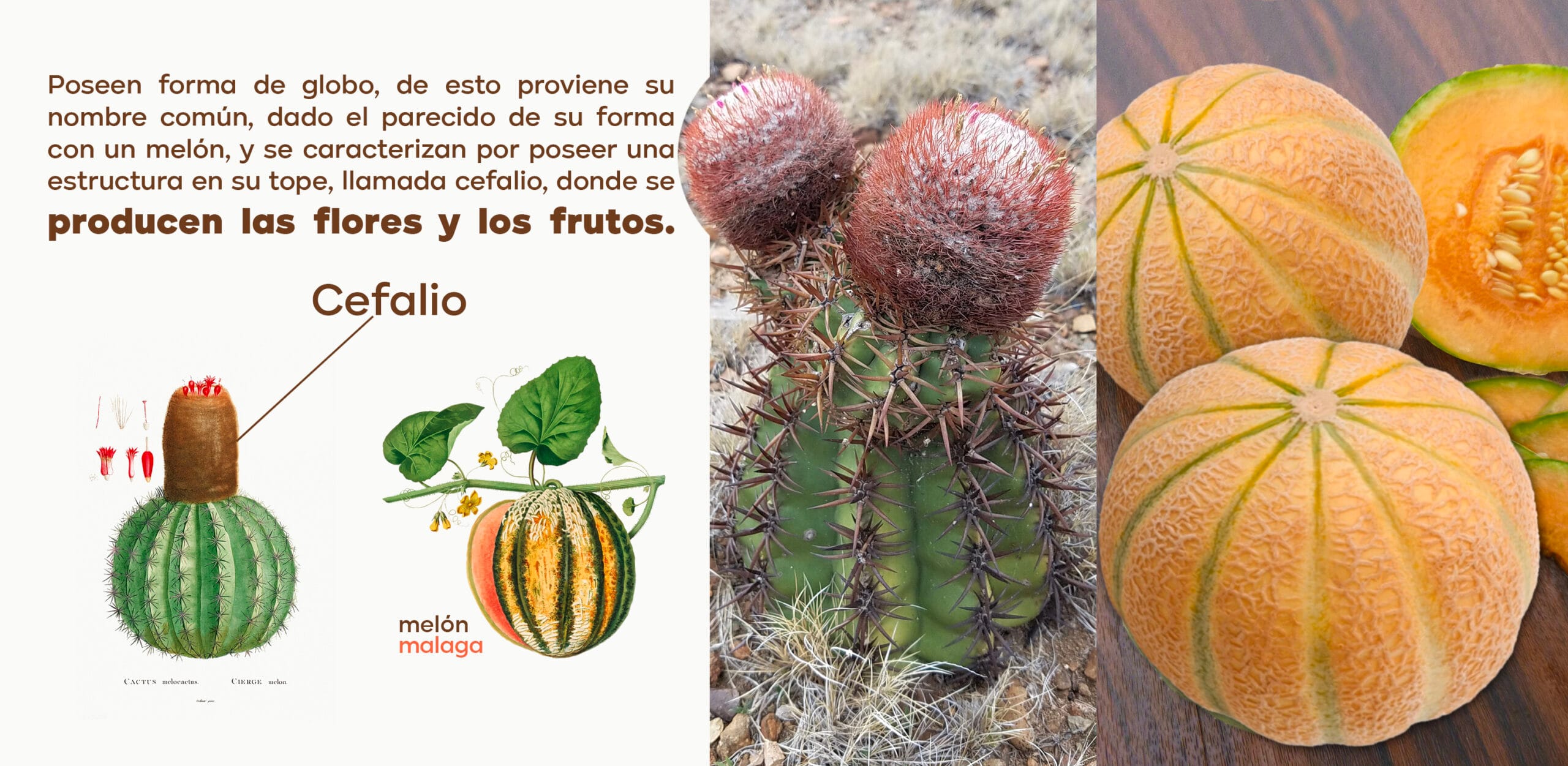 Blog 4 cuantos melones da una planta