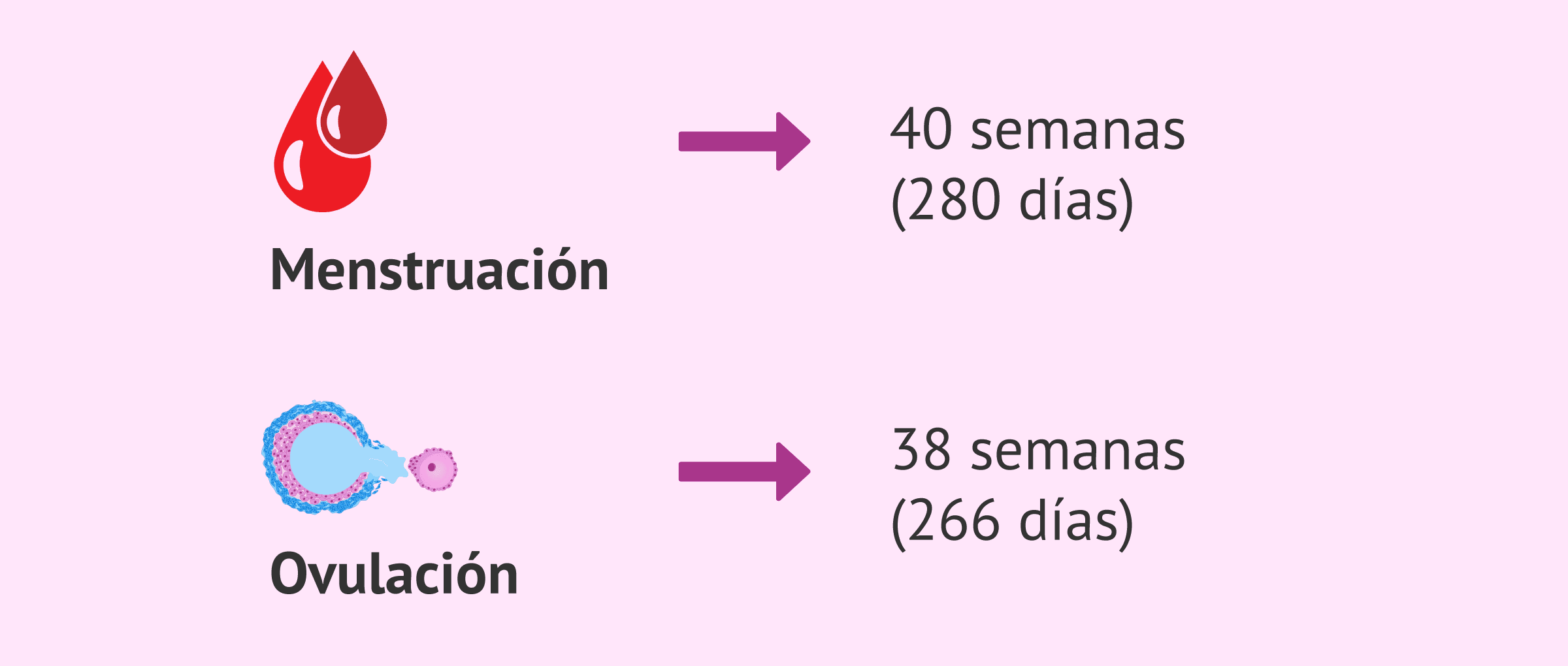 cuantos meses son 280 dias