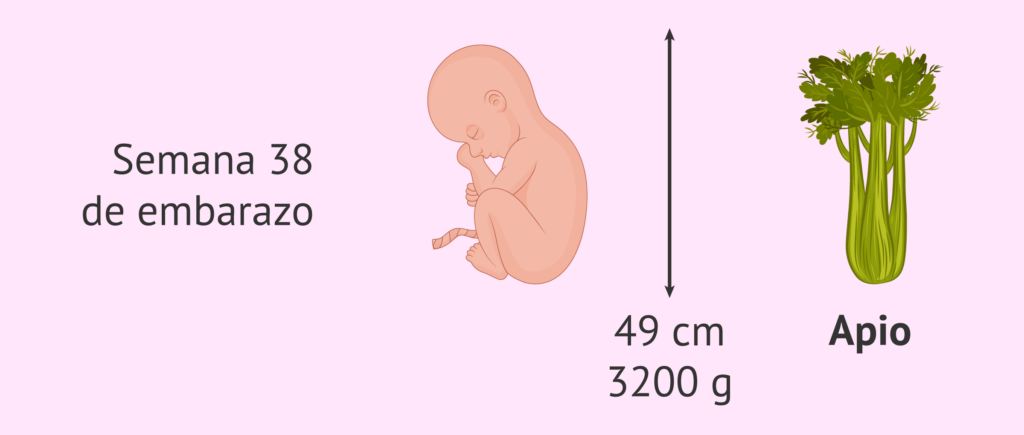 ¿Cuántos meses son 38 semanas? 2 cuantos meses son 38 semanas