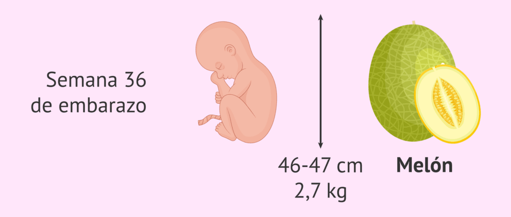 ¿Cuántos meses son 80 semanas? 2 cuantos meses son 80 semanas