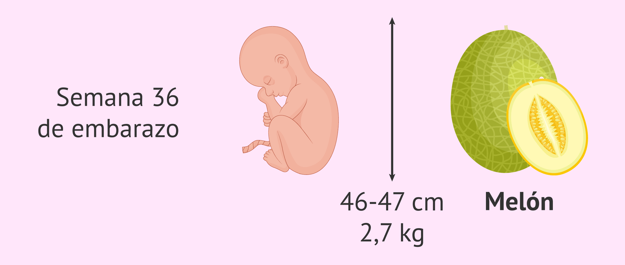 cuantos meses son 80 semanas