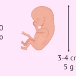 ¿Cuántos meses tiene 10 años? cuantos-meses-tiene-10-anos